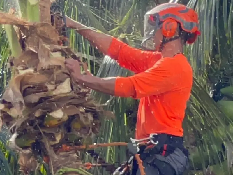 Climber in a safety helmet trimming dead fronds from a coconut palm