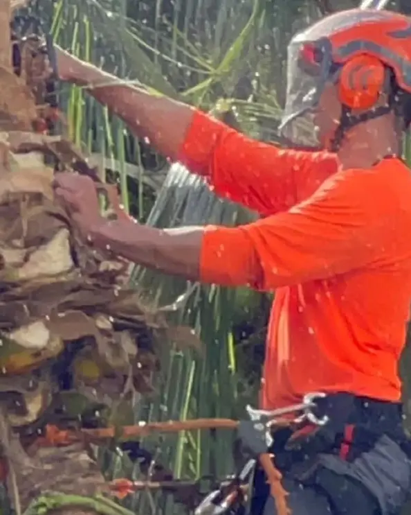 Climber in a safety helmet trimming dead fronds from a coconut palm
