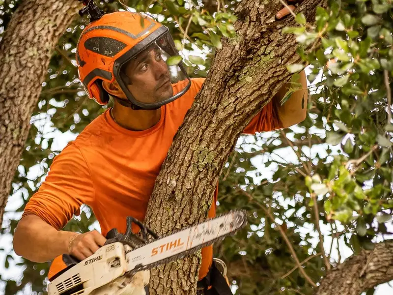 Climber in an orange helmet and harness cutting a limb high in a tree