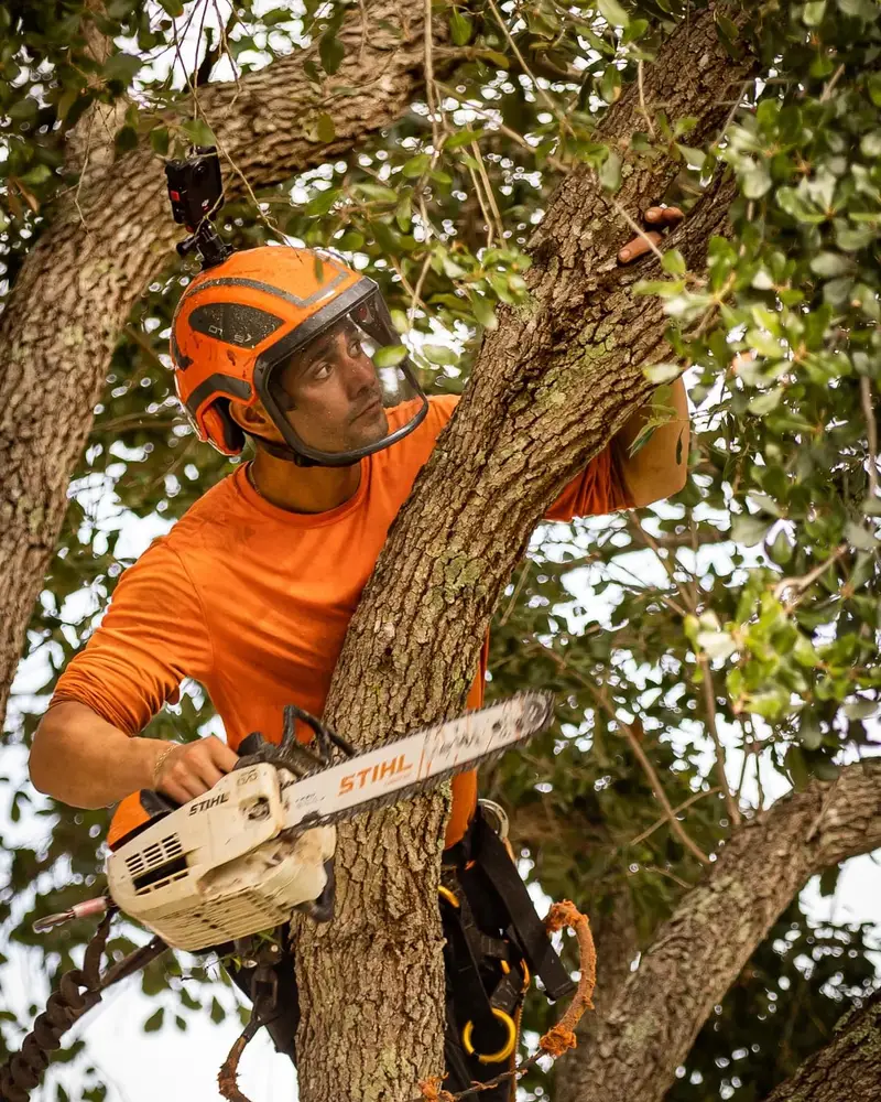 Climber in an orange helmet and harness cutting a limb high in a tree